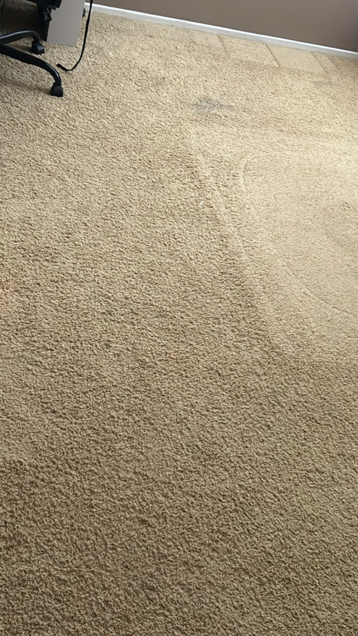 Neon Carpet & Upholstery